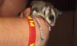 This listing is for two friendly sugar gliders (both are younger then a year old).... the female is pregnant. (which if you didn't want the babies you can sell them and it will practically pay for their rehoming fee. Comes with a Huge cage on wheels, two