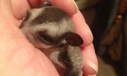 I have a male and a female sugar glider OOP January 2, 2013. If you are interested please e-mail me. I will send you the details on the adoption process and will be glad to answer any questions or setup a time for you to see them.
Some Fun Facts About