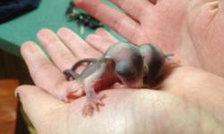 I am a breeder of sugar glider joeys and am located in Baldwinsville, NY. I handle the babies daily from the time they are OOP and am taking deposits now. I currently have a male and female sugar glider OOP 2/9/13; ready to leave 4/16/13. If you are