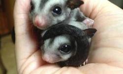 I have a female sugar glider OOP April 26, 2013; ready for her new home June 21, 2013 . If you are interested please e-mail me. I will send you the details on the re-homing fee and will be glad to answer any questions or setup a time for you to see her.