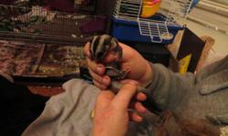 Two sugar gliders for re-home, currently being weaned. 1 Female (we've been calling her Meeko) and 1 male (we've been calling him Pooka). If you are interested you must be prepared to care for them; they will require a lot of attention/care/supplies. . .