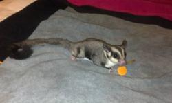 I have two sugar gliders, OOP 3/17, they are now available to find their forever homes. Both are very friendly and are used to humans. I am asking $200 for each one. Only serious buyers who know about sugar gliders please.