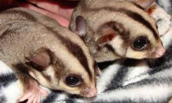 Due to health issues I am in need to finding new homes for my sugar gliders. Each pair would come with cage, dishes, beds, bottle, toys.
Two standard brothers Diesel and Vin, super sweet want to hang on you all the time. $250
Two Standard sisters (no
