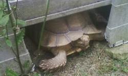 Male sulcatta Tortoise needs an inside home and knowledgeable person for a new owner.He is 9 yrs old.Only asking $75.00