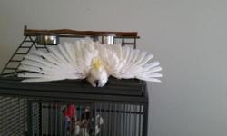 Alex is a wonderful Sulfur Crested Cockatoo. He is 5 years old. Alex loves scritches and attention. We payed to rescue Alex from a bad situation. We are only asking what we payed. We will be very careful about who takes Alex. With training and love Alex