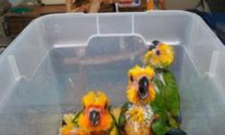 i have few babies sun conure very sweet n healthy !!!for sale they r 4 - 16 week old for more information please call me or text me at -262-5283637-3475835678 thank you or e mail me please
visit us website at
www.floridababybird.com
www.nybabybird.
[email