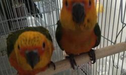 Last couple of sun conure babies available. Eating on their own. Taking a little bit of formula 1-2 times a day. All very very friendly. Like to be held and talked to. Great pet for anyone.
Asking $350 each. Contact me via email text or call 516-418-6481