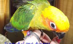 Beautiful sun conure baby, still being handfed. Will be weaned by the end of April, perhaps before. Sweet, personable baby, learning to step up already. Very smart, loves attention. Currently being weaned onto a diet of Zupreem Fruitblend Pellets, Abba