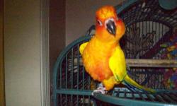 Mango is funny an loving 4yrs old
you can have it all for 300.00 come visit me , you will like me
I,m a craxy lil bird , an No I don't bite , I.m Loving 315-455-7076