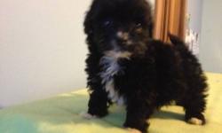 Super adorable black with white points Shorkies (Shih Tzu and Yorkshire Terrier mixed breed), a male and a female. Born 12/11/12, these little darlings are loving, playful, affectionate, eager to please, using wee wee pads. Suitable for small children and