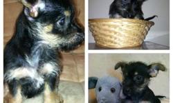This little guy is 9 weeks old and very adorable. He is very small and will stay under 7 pounds, and he is wonderful mix of Yorkie and Chihuahua. If you think he looks good in his pictures, wait until you see him in person! He is great with kids and has