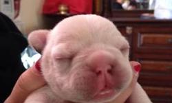 -NEW BORN CUTEST FRENCH BULLDOG
-DATE OF BIRTH: JAN,15,2013
-3 MALE PUPPIES,like little piggy ^_^
-PURE BREED, GREAT SHAPE, GOOD BLOODLINE
-PLEASE CONTACT FOR MORE INFORMATION
-will go fast, please hurry up :P