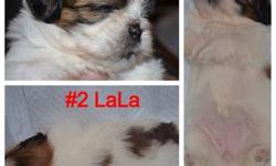 Brooklyn's cutest Shih Tzu just had 6 puppies!!!
*Full Bred
*Born May 20th
*3 Females
*3 Males
*Mom & Dad Have Good Temperment
*They Have 1st Set of Shots
Serious Inquiries Only!!
SEE VIDEO.....http://youtu.be/UrWCcA-bYkI
Call Julian @ 347.240.2948