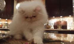We are offering an outstanding Female Flame Point Himalayan PERSIAN Kitten. CFA Cat Fancier's Assoc Registered. This is an incredibly beautiful, young and hardy baby that is ready to go to her forever home. She is Pet Priced at $850. This girl has