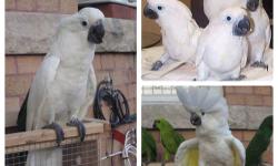 I am in the process of selling a baby umbrella cockatoo. This baby is about 5 weeks old and still being hand fed 3 times a day.
These babies are super sweet and cuddly. Great pet for any bird lover.
If you are interested you can contact me:
call/text