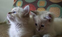 Purebred Ragdolls registered with T.I.C.A. Fully litter trained and ready for their new homes, born 3/25. Chocolate Lynx Point male very outgoing and playful. Seal Lynx Point male has longer silky hair coat. Both have beautiful blue eyes and loud purr