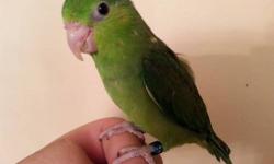 WELCOME TO OUR CLASSIFIED AD. WE HAVE AN AMAZING BEAUTY AVAILABLE FOR SALE. SHE IS A SUPER SWEET SUPER TAME GREEN PARROTLET THAT IS SO FULL OF ENTHUSIASM AND HEART. SHE LOVES TO JUST HANG OUT AND PLAY. GET HER NOW AND ENJOY A LIFELONG COMPANION AND