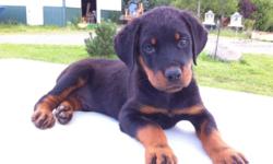 We have sweet AKC Registered Rottweiler puppies available. We have 26 years experience with the breed. Vet checked, first shots and dewormed. Super temperament! You won't be disappointed! PD #945 Contact for more details.