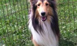 We have one very sweet 1 year old AKC Shetland Sheepdog male available. He is very quiet and is a bit personality challenged as some shelties are but once he feels comfortable he is a wonderful little guy. He gets along very well with other animals. Adult
