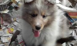 I have 2 male sheltie puppies available born on 01-29-13. They are now ready to go. They have been vet checked, dewormed and have their first set of puppy vaccinations. All puppies come with a health certificate from the vet and written health guarantee.