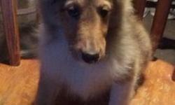 We have 2 Beautiful AKC Sable and White Sheltie male puppies available. These puppies were whelped on 06-15-13 and are ready to go. They were vet checked, dewormed and have their first set of vaccines given by the vet. They come with a written health