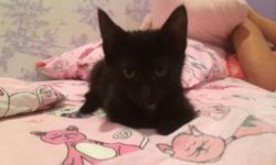 Smokie is a sweet and very friendly eight week old female short haired kitten.
She was turned into the high kill ACC in Brooklyn and put on the kill list shortly after. I had her pulled by All Sentient Beings animal rescue and am fostering her until I can