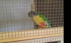 HI I have a sweet blue crown conure that I have raised since it was in an egg.Sadly I have to sell him because recently my asthma has been getting worse and when I am around feathered animals I have trouble breathing. I really want it to go to a really