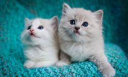 I have just 1 female Ragdoll kitten left from my current litters. She is a light blue mink bicolor. Her coat is a soft, pretty spotted cream & white pattern. She will have stunning aqua eyes. This sweet and playful girl will be ready to take home at the