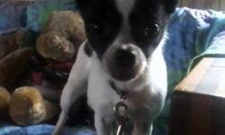 Sweet 3 yr. old black and white chihuahua female (just spayed). She is spayed, shots, wormed, bathed, micro chipped. Loves kids and adults and other animals too. No aggression of any kind. Walks good on leash, rides well in a vehicle, and is house