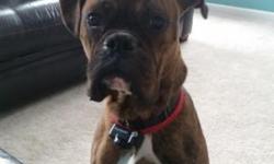 Born last Spring, this Brindle CKC boxer male is less than a year old. He is trained on invisible fence and crate trained. Fully potty trained. Knows sit and lay commands. Socialized with 4 children and chihuahua. He loves to play with our 6 year old