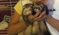 I run a small exotic animals rescue. I recently obtained a very sweet And friendly female ferret. She is either a black sable or a standard sable And if great with other ferrets of both sexes. She is also great with other animals And children. Her name is