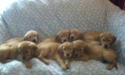 Family raised, loving Golden Retrievers. Awesome family dogs. Born on 12/30/12. First shots and deworming done. Ready for their forever homes on 2/24/13. ACA registered. Parents on premises. Puppy pack included. $600 Call or Text for more pics