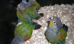 Very sweet handfed Crimson Bellied Conure babies!!
Will be abundance weaned to Roudybush pellets, fresh veggies and fruits, sprouted seeds and beans.
Asking $425. DNA sexing is included. Closed banded.
Price is firm. No trading.
Any questions, please