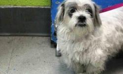 Surrendered after her caregiver passed away, sweet little Missy is a 10 yr old Lhasa Apso who finds her world turned upside down.
MISSY - ID#A1031655
FEMALE, WHITE, LHASA APSO MIX, 10 yrs
STRAY - STRAY WAIT, NO HOLD Reason OWNER DIED
Intake condition