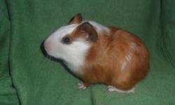 small sweet shorthair guinea pig looking for home. He is two months old and would be a great pet for anyone and gets along great with other piggies! Feel free to email or my phone number is 585-786-8707. Love him like I do! :)
Thanks for looking!