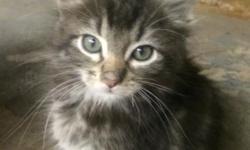 Hi my name is Carlos and I was born to a feral mom in a window well in Munsey Park along with my brother and two sisters. Thankfully some nice people rescued me when I was four weeks old. I have been living with my foster mommy, who also rescued 60+ of my