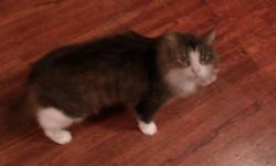 playful 2 yrs old, spayed and front declawed, will come with litter box