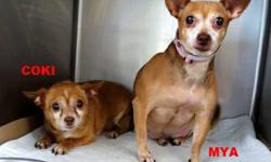 Coki and Mya are an adorable pair of Chihuahuas! They're both pending behavior, but have been very sweet with medical staff during exams. They cuddle together in their kennel and would like to be in home with each other. Both are a little overweight and