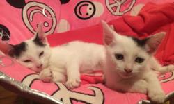 Angelina and Tiny Tim are two sweet and gentle 8 week old kittens. They were dumped at the high kill ACC shelter in Staten Island by their owner and they were put on the list to be killed shortly after. I had them pulled by a rescue group (All Sentient