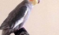 Hello, I have a very sweet young male cockatiel.
He can say his name and says "pretty bird" (pretty bird he just started saying).
He's semi hand tamed, meaning once he gets to know you he will come on your finger. I've had his wings clipped one time when