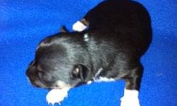 This little boy is a purebred registered chihuahua. He does have registration papers. He will have first shots and be dewormed before he leaves here. He will mature about 3-4 pounds.