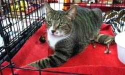 Tabby - Black - Phillippe - Extra Large - Young - Male - Cat
Phillippe is a very big, handsome (look at his copper eyes!!) and athletic young cat. He loves sleeping on the bed with you and playing rough with his brother Skippy. Phillippe isn't very fond