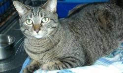 Tabby - Brown - Alison - Medium - Adult - Female - Cat
A very sweet female adult gray tabby who came to the shelter with a litter of kittens. They?ve all been adopted and now it?s her turn!
CHARACTERISTICS:
Breed: Tabby - Brown
Size: Medium
Petfinder ID: