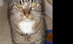 Tabby - Brown - April - Medium - Adult - Female - Cat
~SILVER PAWS PROGRAM PARTICIPANT-SENIOR FOR SENIOR~ APRIL is a female brown tabby, ~3 year old, She loves to cuddle, would be the ideal "lap cat" If traveling outside the general area, please call the
