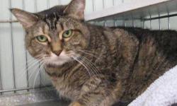 Tabby - Brown - Becky - Large - Adult - Female - Cat
2 Year Old Tabby. She is a loving lap cat who will plop on her back and "flirt" with you if you keep calling her name. Very sweet girl. Please call Joan at 718 671-1695 for more information about this
