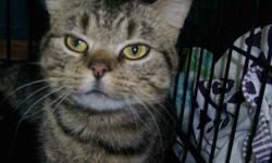 Tabby - Brown - Cadman - Medium - Adult - Male - Cat
Cadman is one of 36 cats rescued from a terrible hoarding situation locally. He was very shy when first rescued, but he is now walking freely at the shelter, loves to be petted and will roll over for a