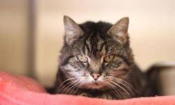 Tabby - Brown - Delos - Medium - Senior - Female - Cat
This lovely little lady is begging for a home willing to help her overcome her shyness. Delos is a sweet and gentle cat who loves a soft and quiet place to spend her day. In a peaceful home with a
