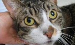 Tabby - Brown - Isabell - Medium - Young - Female - Cat
(No. 760) My name is Isabell. I'm a female brown tabby about 3-4 years old. My owners are moving. I have some white on my nose and paws. I am excellent with children and a really calm, loving kitty.