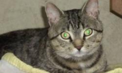 Tabby - Brown - Jonas - Medium - Young - Male - Cat
Wanna Play?
Hi! I'm Jonas! I was born in the Spring of 2011, and I'm a male domestic short hair brown tabby.
I was found as a neighborhood stray, and neighbors told my rescuer that my family had moved