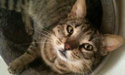 Tabby - Brown - Leo - Large - Adult - Male - Cat
Leo is a wonderful boy who deserves a family to love and to be loved. He is about 3 1/2 years old; has been neutered, vaccinated. LEO IS FIV +.
CHARACTERISTICS:
Breed: Tabby - Brown
Size: Large
Petfinder